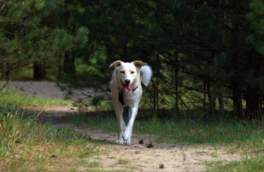Hundebetreuung Friedrichshain 1